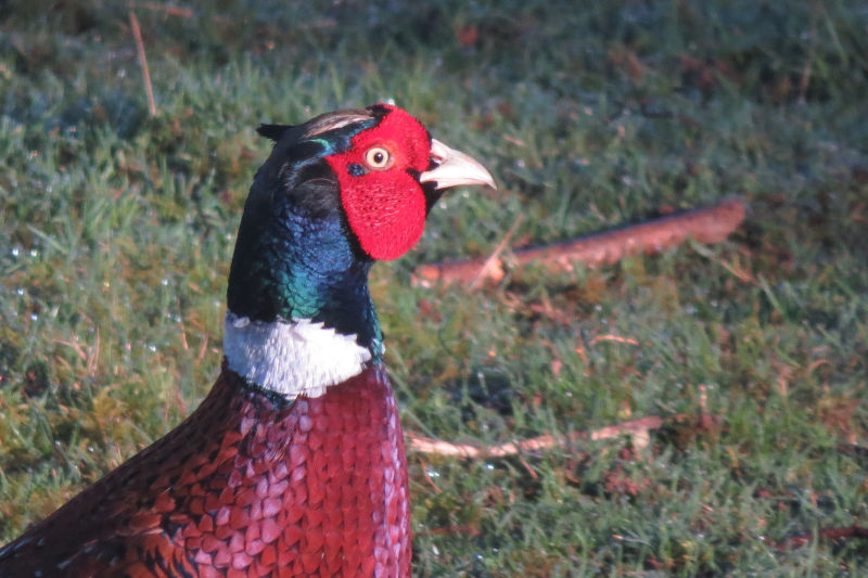 colorful-local-resident